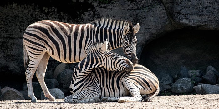 Fréjus Zoo